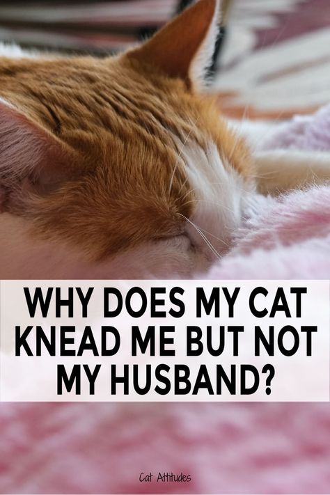 Why does my cat knead me and not my husband? Checkout these reasons why your cat kneads. Cat Kneading, Miss My Ex, Ex Factor, Cat Attack, Want You Back, Still In Love, Still Love You, Ex Boyfriend, My Cat