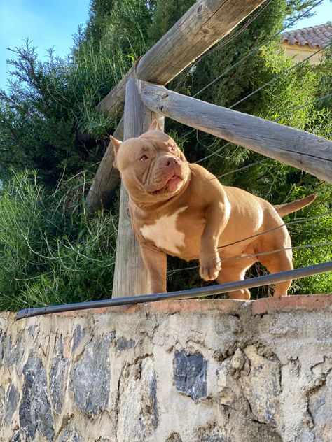 Micro Bully Dog, American Bully Classic, Micro Bully, American Bully Puppy, American Bully Dog, Bully Puppy, Chocolate Dog, Dog Family, Marbella Spain