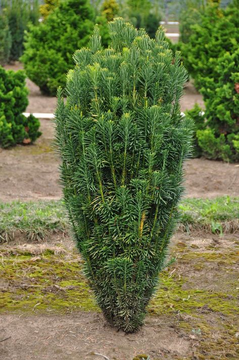 Cephalotaxus harringtonia 'Fastigiata' Fastigate - means branches upright and close together, this term is often applied to columnar trees. This specimen may be a nice option for creating symmetry in front. It does equally well in sun or shade so would be a good option in your east facing front...just one idea. Cephalotaxus Harringtonia, Japanese Plum Yew, Plum Yew, Zone 8 Plants, Conifer Garden, Evergreen Landscape, Types Of Shrubs, Brick Patterns Patio, Japanese Plum