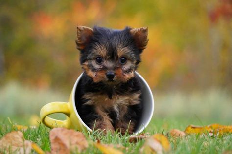 22 Smallest Dog Breeds with Tiny Puppies That Stay Small Tiny Dogs Breeds That Stay Small, Smallest Dog Breeds, Smallest Dog, Tiny Dog Breeds, Puppies That Stay Small, Tiny Puppies, Dog Facts, Small Puppies, Pet Safety