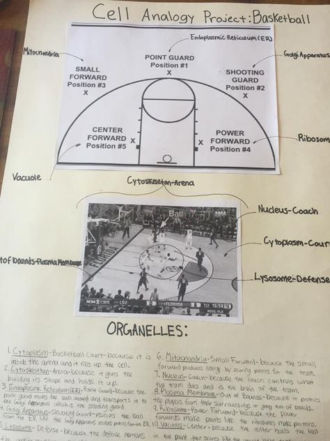 Cell (Biology) Analogy: Basketball team — Steemit Cell Analogy Project Ideas Poster, Cell Analogy Project Ideas, Cell Analogy Project, Cell City Project, Cell Analogy, Cell City, Cell Project, Biology Poster, Prokaryotic Cell