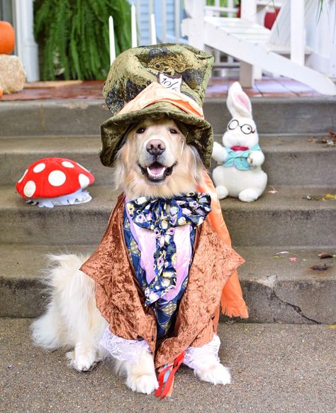 What is the hatter with me? 🎩❤️⏱@thegoldensrule #thegoldensrule #halloweencostumes #dogcostumes #madhatter The Hatter, Mad Hatter Costume, Alice In Wonderland Costume, Wonderland Costumes, Group Costumes, Cute Halloween Costumes, Dog Costumes, Dog Halloween, Wild Life