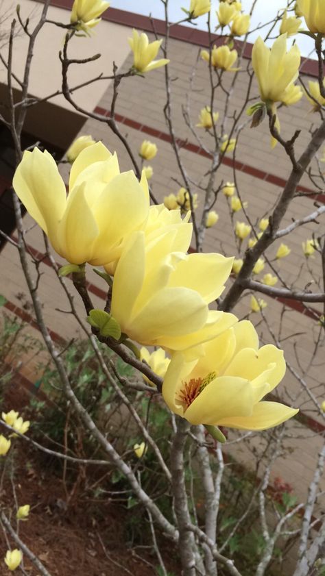 Yellow Tulip Magnolia on campus Dogwood Tattoo, Yellow Magnolia, Tulip Magnolia, Magnolia Bouquet, Pink Dogwood, Yellow Tulips, Magnolia Flower, Color Themes, Yellow Color