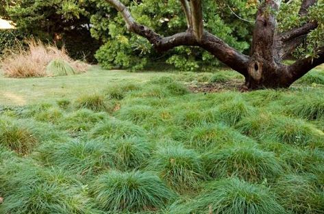 Top ground covers to replace lawn - Eco Outdoor Replace Lawn, Lawn Alternatives, California Garden, Grasses Garden, Sandy Soil, Tree Roots, Ground Cover, Outdoor Design, Backyard Landscaping