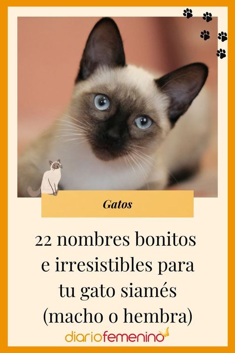 ¿Tienes un gato siamés o estás pensando en adoptar uno?, ¿tienes pensado algún nombre bonito? 🐱🤔 ¡Inspírate con estos nombres y escoge el que más te guste! 👇😍 #gatos #gatosiames #nombresgatos #cats #diariofemenino Puppies