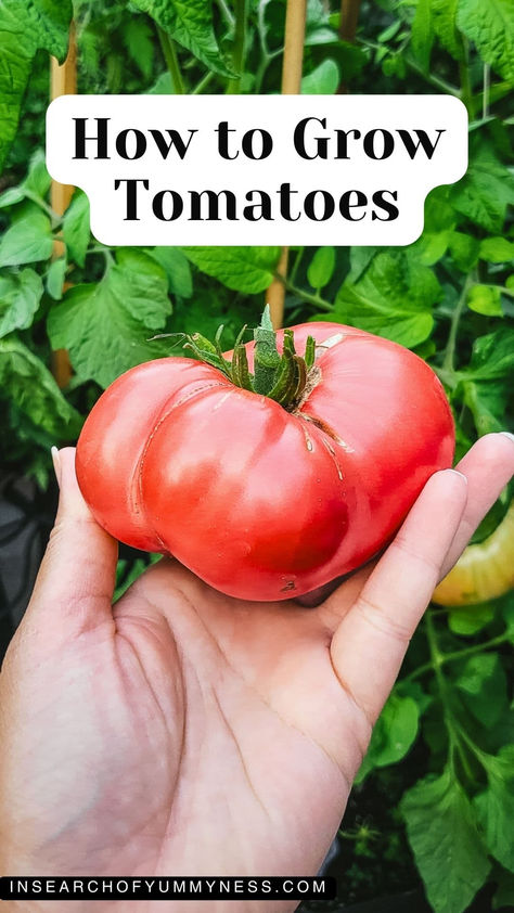 A hand holding a freshly picked tomato in a backyard garden. Text overlay says "How to Grow Tomatoes" Tomatoes In Containers, How To Grow Tomatoes, Tips For Growing Tomatoes, Grow Tomatoes, Buy Seeds, Tomato Garden, Gardening Advice, Growing Tomatoes, Raised Beds