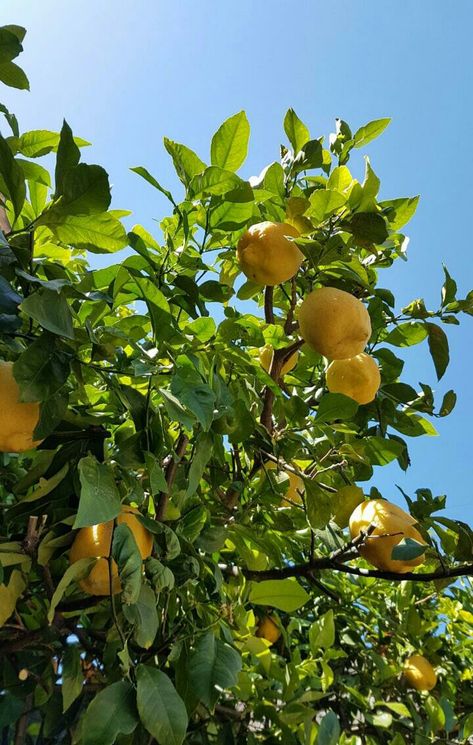 Lemon Trees Backyard, Lemon Tree Aesthetic, Lemon Farm, Farm Wallpaper, Lemon Garden, Mia Aesthetic, Cottagecore Farm, Tree Restaurant, Lemon Trees