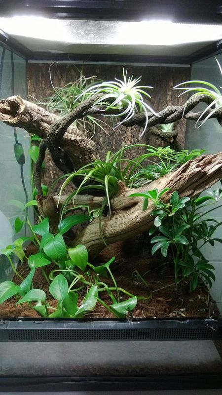 Crested gecko habitat 12x12x18 Terrarium, Crested Gecko Terrarium Ideas, Gecko Setup, Crested Gecko Vivarium, Crested Gecko Habitat, Gecko Cage, Gecko Vivarium, Vivarium Ideas, Lizard Terrarium