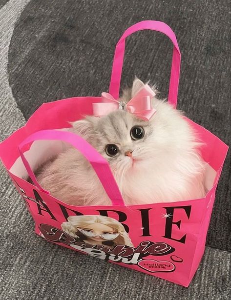 Cat With Pink Bow, Dream's Cat, Online Pet Store, Silly Cats, Pretty Cats, Cats Dogs, Pet Store, Crazy Cat Lady