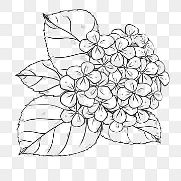 Hydrangea Outline, Hydrangea Sketch, Hydrangea Drawing, Hydrangea Aspera, Sketch Flower, Line Clipart, Hand Clipart, Hydrangea Paniculata, Leaf Clipart