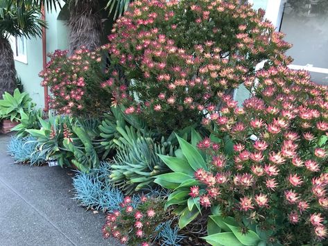 Want a Hip Garden? Know these 5 Protea Family Plants! Leucadendron Landscape, Semi Circle Garden Bed, Protea Garden Landscaping, Protea Landscaping, Leucadendron Garden, Leucospermum Garden, Fynbos Garden, Protea Garden, Front Garden Landscaping