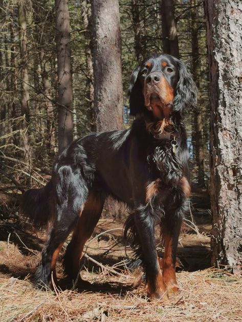 Gordon Élite Milo Gorden Setter Dog, Gordon Setter Puppy, Animal Drawing Reference, Setter Puppies, Red And White Setter, I Dog, Log Home Plan, Beautiful Dogs Photos, Gordon Setter