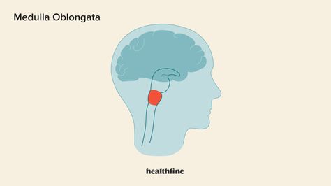 Medulla Oblongata: Location, Function, Injury, and Illness Spinothalamic Tract, Medulla Oblongata, Side Of Face, Eye Function, Spinal Fluid, Slow Movement, Nerve Fiber, Motor Neuron, Cranial Nerves