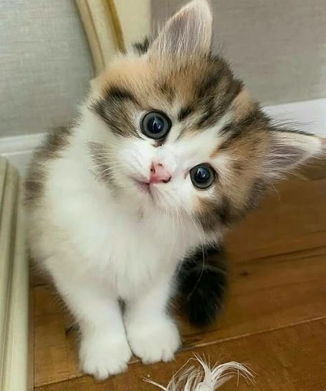 Teacup Cats, Persian Kittens, Söt Katt, Cute Little Kittens, Cute Cats Photos, Cute Animals Images, Cat Aesthetic, Cute Cats And Kittens