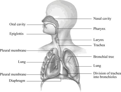 In the diagram below, label the parts of the respiratory system and the structures that enclose some of its parts | bartleby Human Respiratory System Notes, Human Respiratory System Drawing, Respiratory System Diagram, Anatomy Of Respiratory System, Human Lungs Diagram, Parts Of The Respiratory System, Lungs Labelled Diagram, Human Respiratory System, Human Body Projects