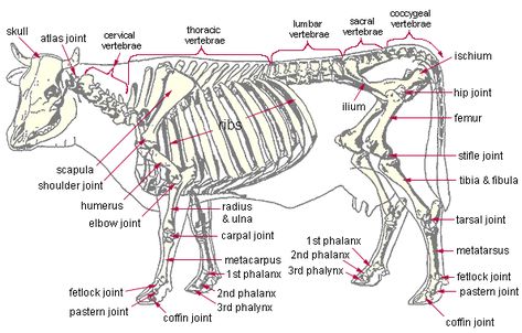 Click this image to show the full-size version. Cow Skeleton Anatomy, Cattle Anatomy, Bovine Anatomy, Cow Anatomy, Cow Skeleton, Cow Care, Veterinarians Medicine, Vet Tech School, Large Animal Vet