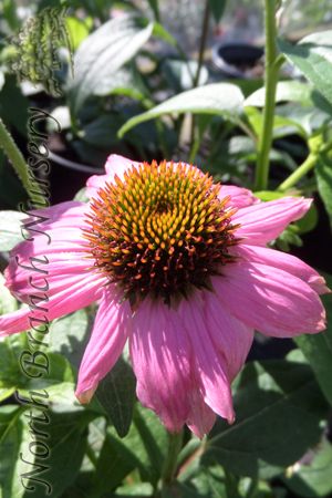 Maumee Ohio, Low Water Gardening, Echinacea Purpurea, Outdoor Pots, How To Attract Birds, Herbaceous Perennials, Low Maintenance Plants, Pow Wow, Wild Berry