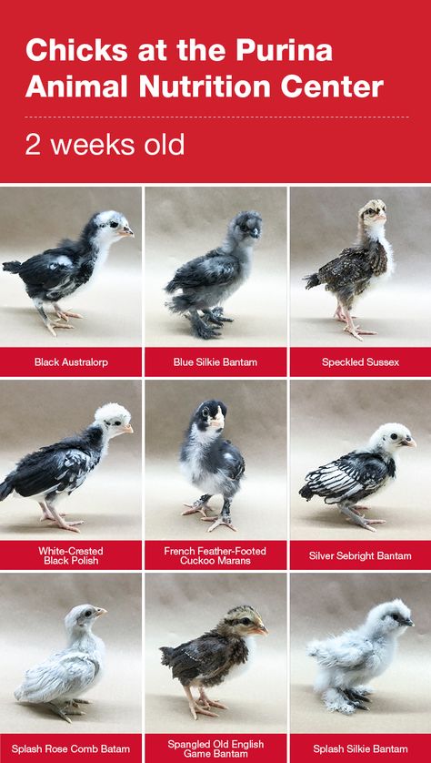 Raising baby chicks: The chicks at our farm are two weeks old!   The chicks are very social and we’re starting to learn their personalities. How do you care for 2-3 week old chicks? Click the graphic for our chick tips. #ChickStrong  Chicken breeds we’re raising: Black Australorp, Blue Silkie Bantam, French Feather-Footed Cuckoo Marans, Rose Comb Bantam, Silver Sebright, Spangled Old English Bantam, Speckled Sussex, Splash Silkie Bantam and White-Speckled Black Polish. Chicken Stages Of Growth, Chicken Growth Stages, Bantam Chicks Identification, Bantams Chicks, Black Australorp, Silkie Bantam, Brahma Chicken, Baby Chicks Raising, Meat Birds