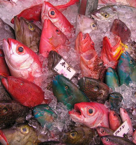 Fish Market - Okinawa Fish Core, Indoor Landscape, Up On Poppy Hill, Fauna Marina, Core Board, Fish Supplies, Fish Market, Fukushima, Foto Art