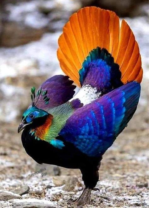 Himalayan Monal, World Birds, Most Beautiful Birds, Exotic Bird, Rare Birds, Colorful Bird, Colorful Animals, Bird Pictures, Exotic Birds