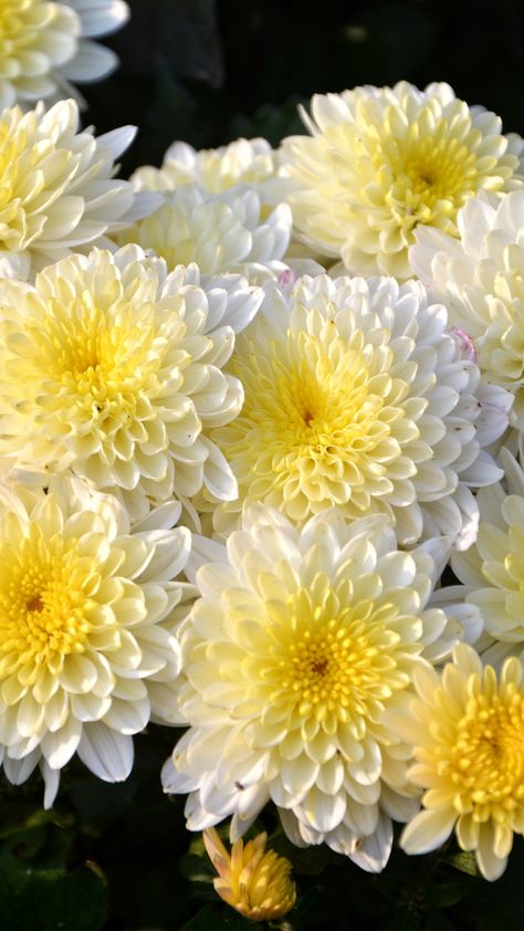 Bunch, dahlia, flowers, white, blossom, 720x1280 wallpaper Dalia Flower Aesthetic, Dalia Flower Wallpaper, Chrysanthemum Aesthetic, Dalia Flower, Flower Chrysanthemum, Flower Identification, White Blossom, Dahlia Flowers, Multi Colored Flowers