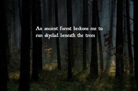 Forest Quotes, Still Of The Night, Hidden Forest, Before I Sleep, Forest Bathing, Ancient Forest, Beating Heart, Life Pictures, Magical Forest