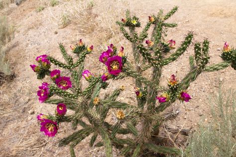 Blooming Cholla Cactus Driftwood For Sale, Patio Areas, Cactus Bloom, Cholla Cactus, Cactus Tattoo, Arizona Cactus, Driftwood Branch, Cactus Painting, Prickly Pear Cactus