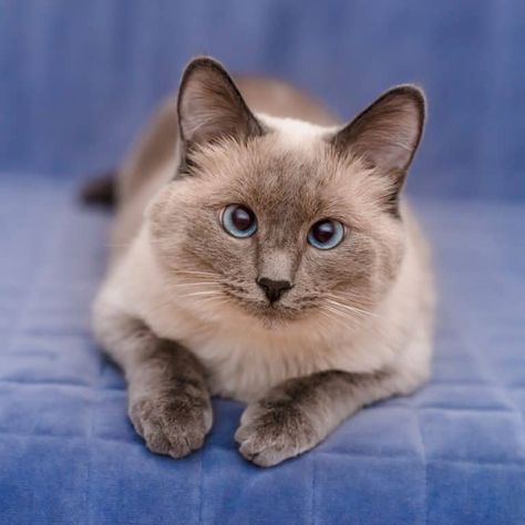 Lilac Point Siamese Cats - Everything You Need To Know! 6 Grey Siamese Cat, Lilac Point Siamese, Siamese Cats For Sale, Blue Point Cat, Small Cat Breeds, Heavenly Creatures, Large Cat Breeds, Domestic Cat Breeds, Leopard Art