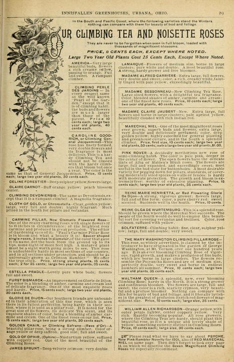 1901 - 1901 illustrated floral catalogue : - Biodiversity Heritage Library Aesthetic Newspaper, Dark Academia Posters, Ancient Paper, Mens Inspo, Tamako Love Story, Vintage Newspaper, Botanical Illustration Vintage, Old Newspaper, Dark Academia Aesthetic