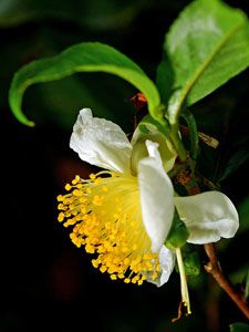 Camellia sinensis [Tea Plant] Flower Darjeeling Tea, Tea Plant, Chicago Botanic Garden, Camellia Sinensis, Seed Shop, Foundation Planting, Flower Tea, Tree Oil, Small Trees