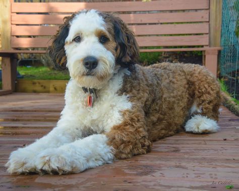 Bernedoodle Haircuts, Bernedoodle Haircut, Standard Bernedoodle, Daisy Doodle, Doodle Breeds, July 4th Holiday, Training Puppy, Mini Bernedoodle, Poodle Cuts