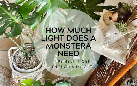 Plant Buddies, Monstera Plant Care, Monstera Plants, Light Balance, Rainforest Plants, Household Plants, Grow Lights For Plants, Plant Diseases, Monstera Plant