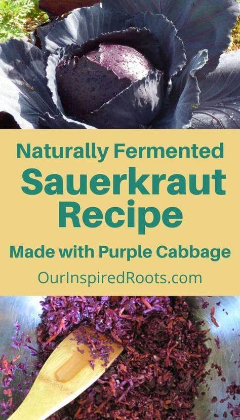 Want to make sauerkraut from purple cabbage in your garden? This recipe makes it easy to turn fresh red cabbage into delicious purple sauerkraut. #sauerkraut #purplesauerkraut #redsauerkraut #fermentedfood Cabbage Sauerkraut Recipes, Red Cabbage Sauerkraut Recipes, Red Cabbage Fermented Recipes, Homemade Sourkraut, Sourkrout Recipes, Fermented Red Cabbage, Red Cabbage Sauerkraut, Fermenting Recipes, Fermenting Foods