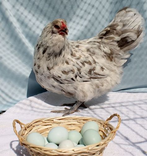 SPLASH AMERAUCANA Lay green/blue eggs. Splash Ameraucana Chicken, Chicken Kisses, Americauna Chickens, Americana Chickens, Chickens Coop, Ameraucana Chicken, Chicken Aprons, Biggest Chicken, Raising Chicks