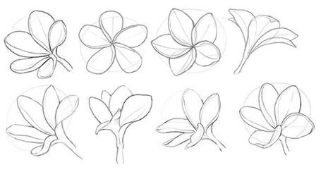 How to Draw a Frangipani Bloom Easily - Step-by-Step Frangipani Art Paintings, Plumeria Drawing Sketches, Frangipani Outline, Frangi Pani Tattoo, Fragapani Flower Tattoo, Frangipani Flower Drawing, Plumeria Sketch, Bali Flower Tattoo, Plumeria Flowers Drawing