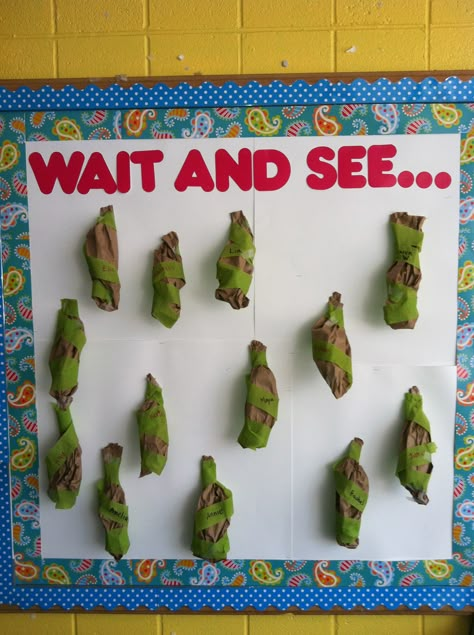 Quality tips from Mrs. Gould: Wrap egg carton caterpillars in paper bag/crepe paper cocoons. Make a countdown. While the kids are home, replace the caper pillars with tissue paper butterflies. Let them open the cocoons to see the magic in your classroom! Bug Theme Preschool, Butterfly Science Activities, Tissue Paper Butterflies, Chrysalis Craft, Preschool Bug Theme, Diy Egg Carton, Egg Carton Caterpillar, Caterpillar Preschool, Life Cycles Preschool