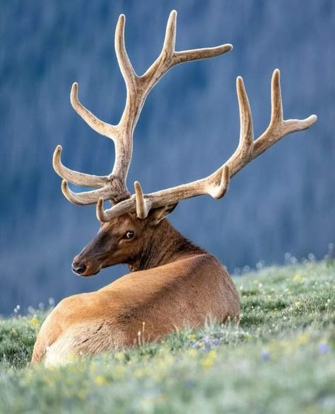 Moose Photography, Rocky Mountain National Park Colorado, Animals In The Wild, Bull Elk, Animal Study, Deer Art, A Bull, Pretty Animals, Animal References