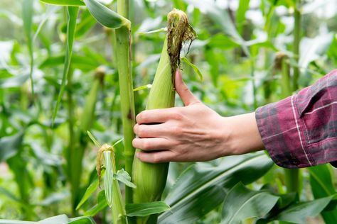 Learn how to pick the sweet corn grown on your small farm or in your garden, when it's ready to harvest, and how to cook it. Corn Growing, Cooking Sweet Corn, Crop Farming, Vegetable Garden Planner, Amazing Food Hacks, Outside Plants, Corn Seed, Corn Plant, Seed Packaging