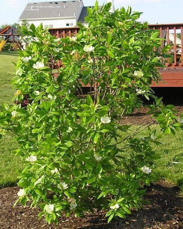 Sweet Bay Magnolia, Magnolia Tree Landscaping, Westbury Gardens, Patio Trees, Backyard Plan, Magnolia Tree, About Plants, Street Trees, Specimen Trees