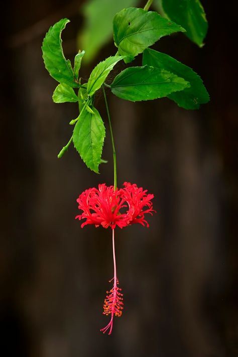 Flora Sketch, Kerala Flowers, Hibiscus Schizopetalus, Flowers Story, Lantern Japanese, Touch Photography, Pretty Flowers Photography, Natural Motifs, Flower Nursery Decor