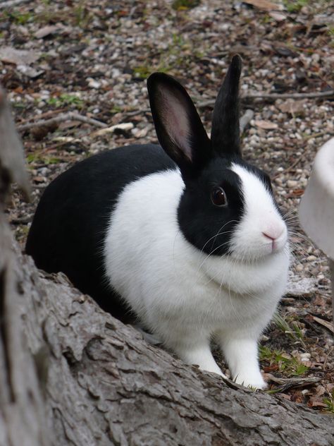 Dutch Rabbit Dutch Bunnies, Dutch Rabbits, Dutch Bunny, Crazy Bunny Lady, Show Rabbits, Rabbits For Sale, Dutch Rabbit, Bunny Lady, Rabbit Breeds