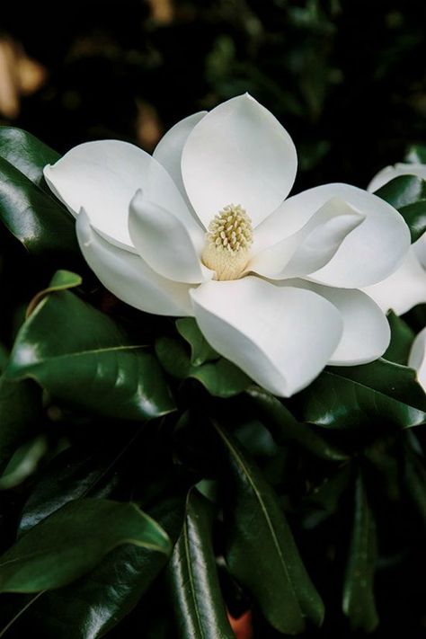 Magnolia// Dignidad Southern Elegance, Garden Vines, Magnolia Blossom, Bloom Where You Are Planted, White Magnolia, Magnolia Trees, Magnolia Flower, Exotic Flowers, Beautiful Blooms