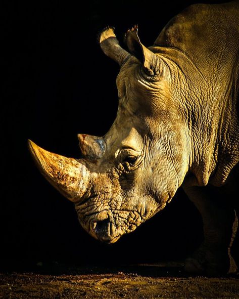 wild rhino with strong horn.. Rhino Art, Wild Animals Photography, Wild Animals Pictures, Extinct Animals, Rhinos, African Wildlife, Animal Sketches, Arte Animal, African Animals