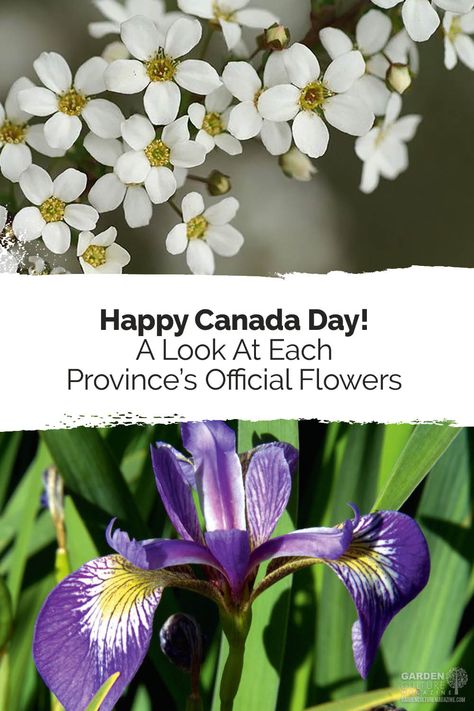 A Look At Each Province's Official Flowers Purple Pitcher Plant, Pacific Dogwood, Blue Flag Iris, First Flowers Of Spring, Tiny White Flowers, Red Lily, Happy Canada Day, Pitcher Plant, Culture Magazine