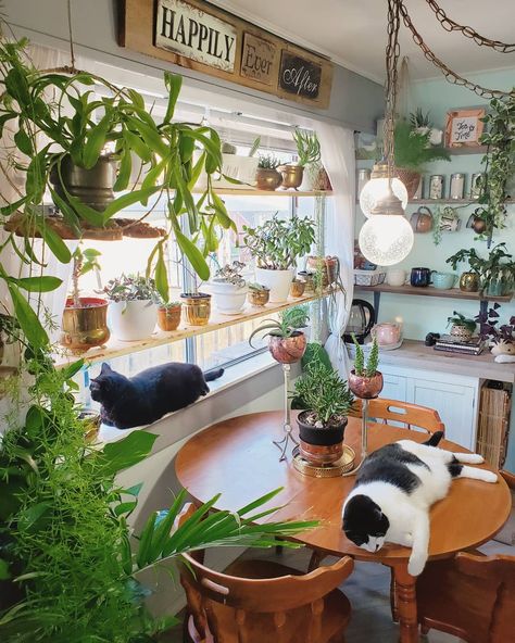 These two always lounging around without a care in the world...can I please be a cat in my next life? . . . #elvisthecat #bellathecat… Small Indoor Plants, Kitchen Plants, Deco Studio, Online Furniture Shopping, Shabby Chic Homes, Room Decor Bedroom, Minimalist Home, Decor Interior Design, Plant Decor