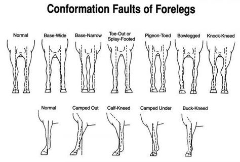 chart  from arabianbreeders.net showing the conformation faults for forelegs. Yes, it's specific and nit-picky, but it's important for the horse's team of people to know what his/her strengths and weaknesses are so they can be taken into consideration for training, competition, and more. Horse Confirmation, Horse Judging, Equine Studies, Livestock Judging, Equine Science, Horse Conformation, Equine Anatomy, Horse Lessons, Horse Information