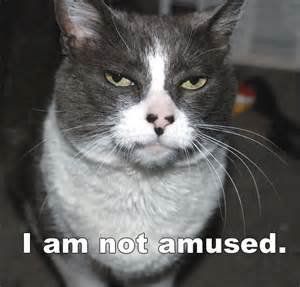 AND WHAT IS HAPPENING THAT YOU ARE NOT AMUSED? Cat Funnies, Cat Cartoons, Not Amused, Cat Jokes, Scared Cat, Are You Serious, Reaction Pic, Cat Quotes Funny, Cute Good Morning Quotes