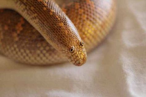 Possibly Derpiest Animal Alive Looks Like An 8-Year-Old’s Drawing Came To Life | Bored Panda Arabian Sand Boa, Snake Drawings, Small Lizards, A Snake, Animal Gifs, Bored Panda, Cool Photos, Cute Animals, Humor