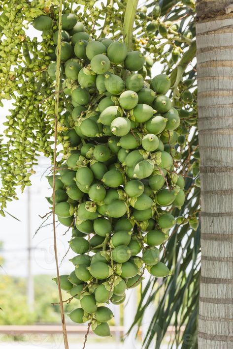 Are-ca Nut Palm On Tree Areca Nut Tree, Areca Nut, Inspo Board, Free Stock Photos, Royalty Free Stock Photos, Royalty Free, Stock Photos, Fruit, Quick Saves