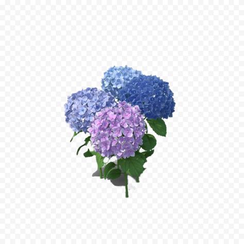 Purple Hydrangea, Hydrangea Purple, Hydrangea Flower, Flower Images, Flower Photos, Png Design, Hydrangea, Png Images, Transparent Background